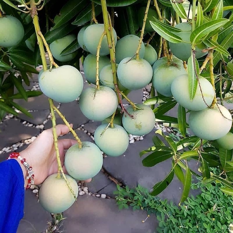 

ARFB (COD) Mangga Apel Mentah/Mengkel 1 Kilogram Mangga Fresh