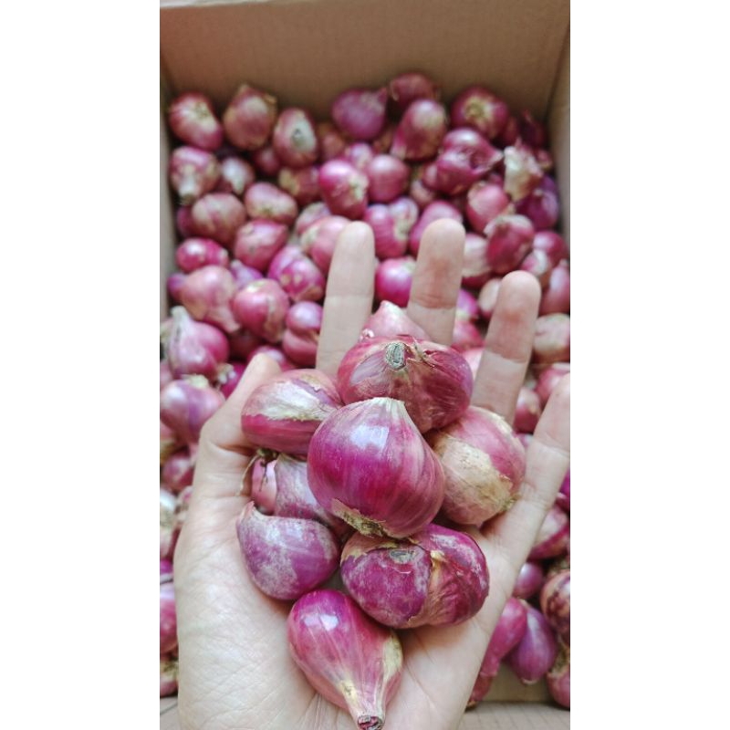 

BAWANG MERAH FULL BESAR 1Kg MURAH MERIAH