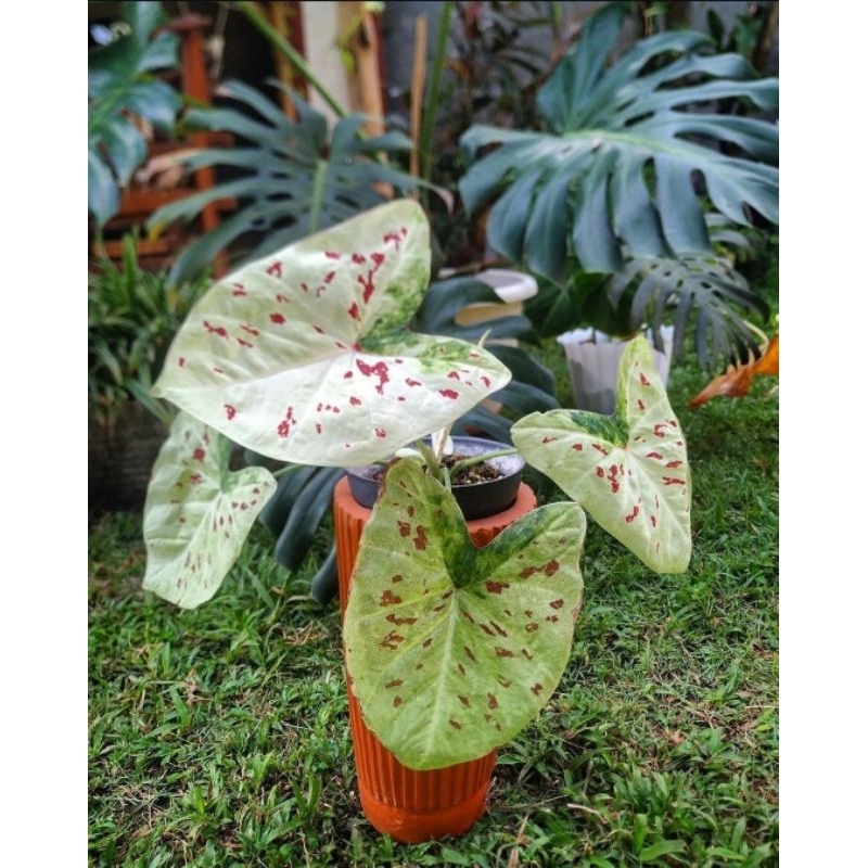 Caladium Raspberry Splash-Tanaman Hias Hidup Keladi Raspberry Splash Cantik