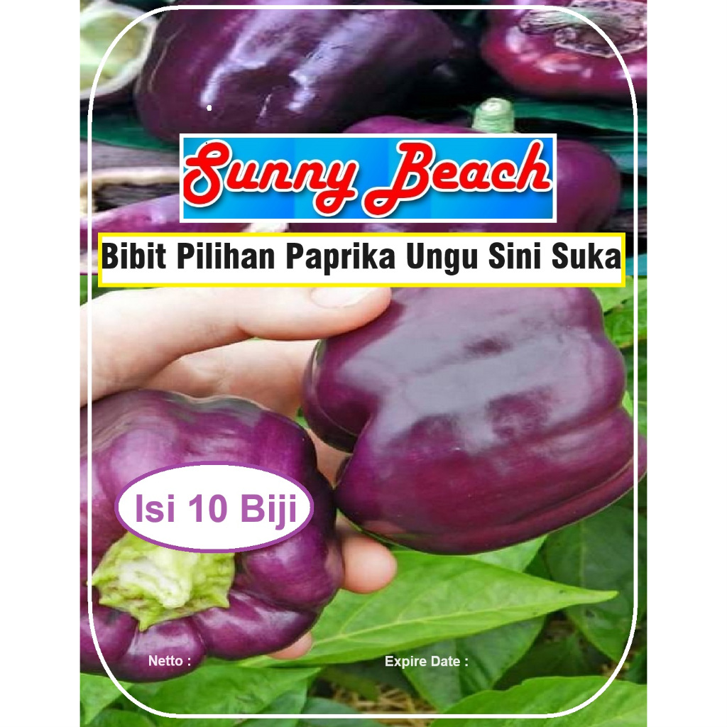 Bibit Pilihan Paprika Ungu Sini Suka|Biji Benih Paprika Purple|Bibit Paprika