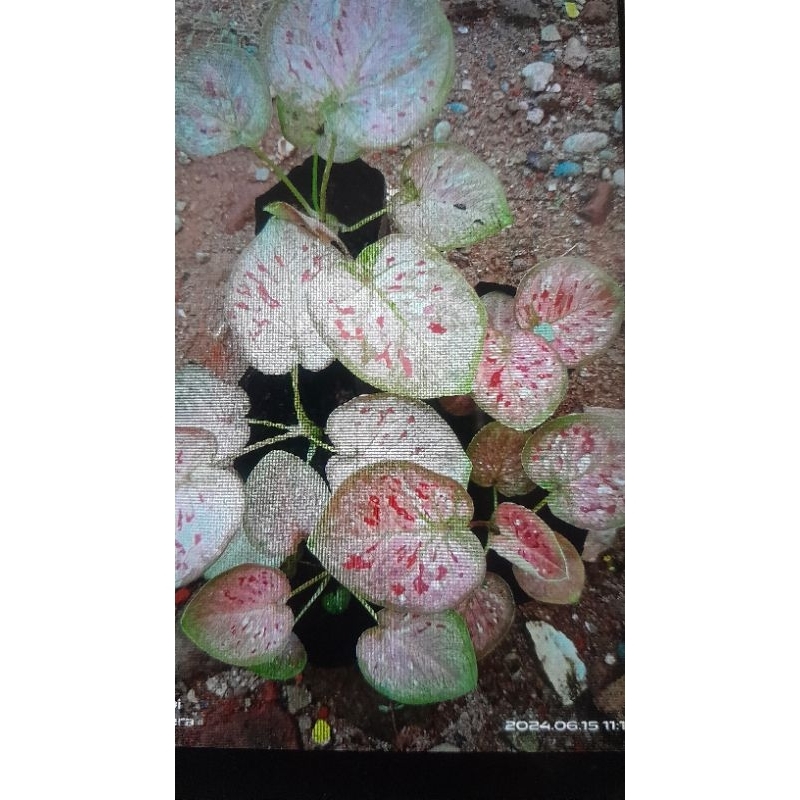 Tanaman Caladium Thailand Bangkaw remaja besar