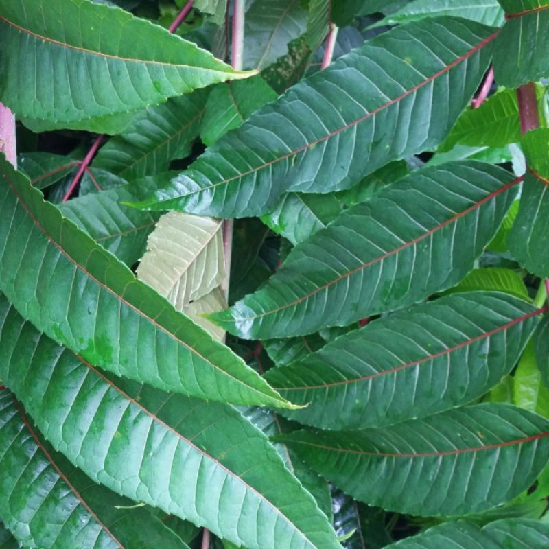 

Daun suren/daun surian segar 500 gram petik langsung