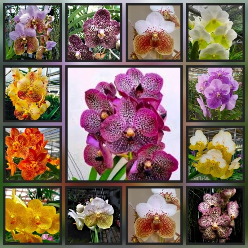 Vanda Hybrid bunga jumbo