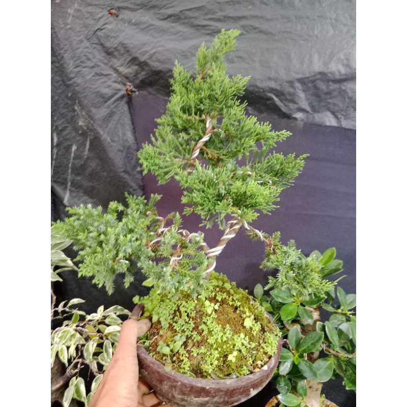 bonsai cemara sinensis