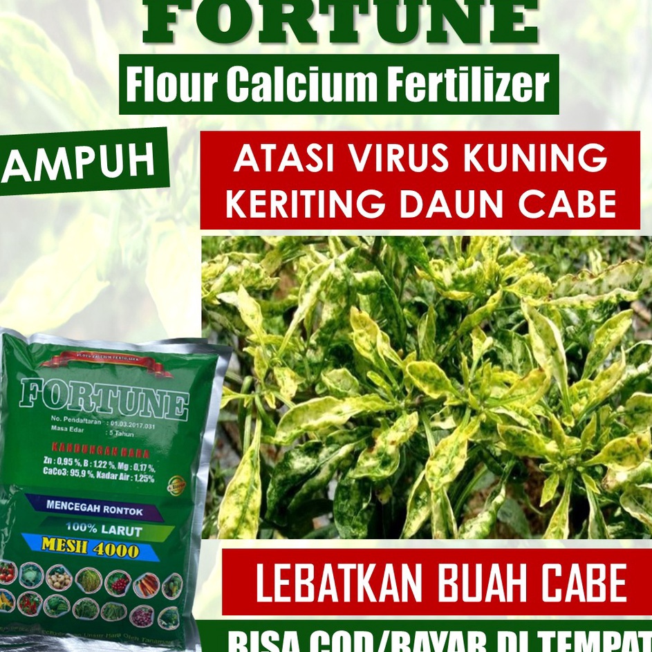 HJ6 SIAP KIRIM FORTUNE 1 KG  Semprot Daun Cabe Keriting Bule Dan Kuning Bulai Cabai Rawit Basah Keri