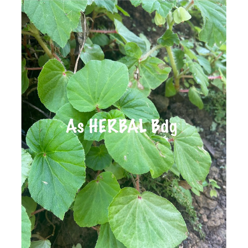 

Daun hariang segar / begonia muricata fresh 250 gram-az