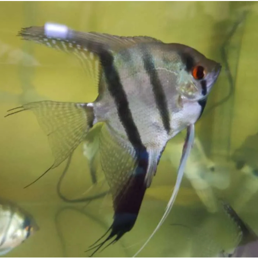 IKAN HIAS AIR TAWAR MANFISH PERUVIAN ALTUM