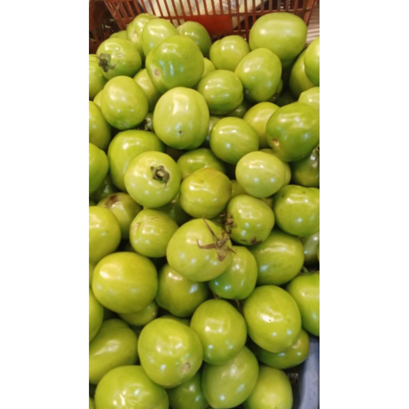 tomat hijau1kg