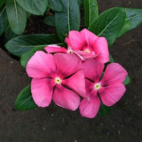g3 biji benih vinca gantung exotic pink star vinca trailing fresh seed