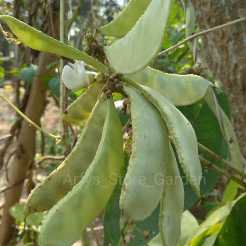 Benih Koro Uceng / Koro Sayur