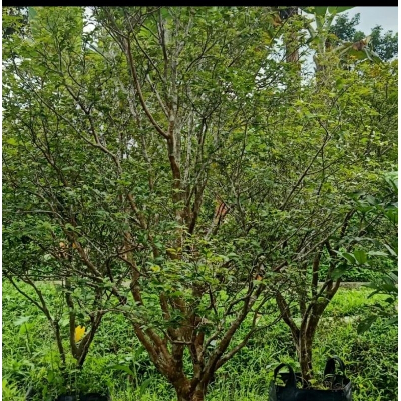 Pohon Anggur Brazil Tinggi 2 meter sudah BERBUAH