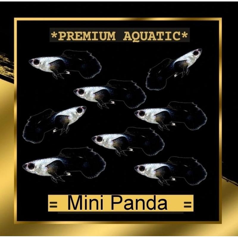 Guppy Mini Panda sepasang hiasan akuarium