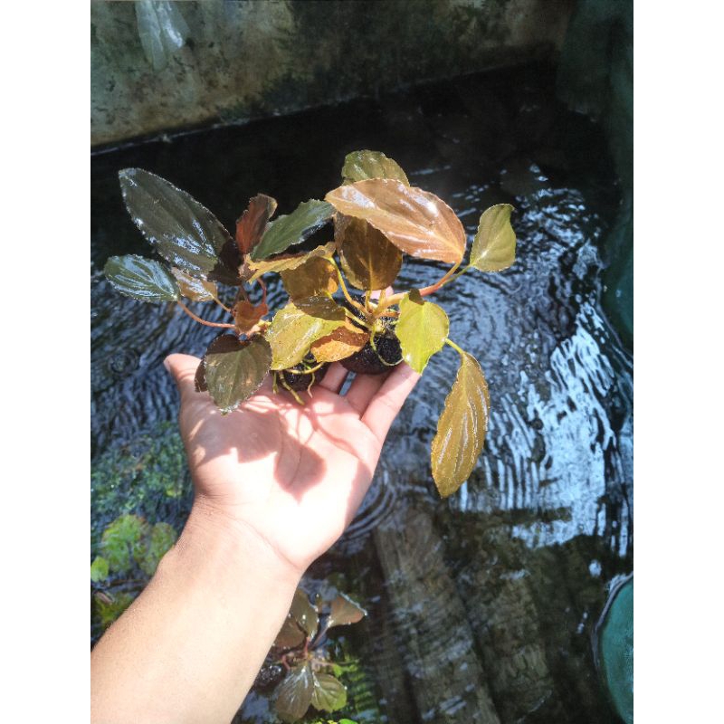 Anubias Sp red|Homalomena super red| tanaman aquascape