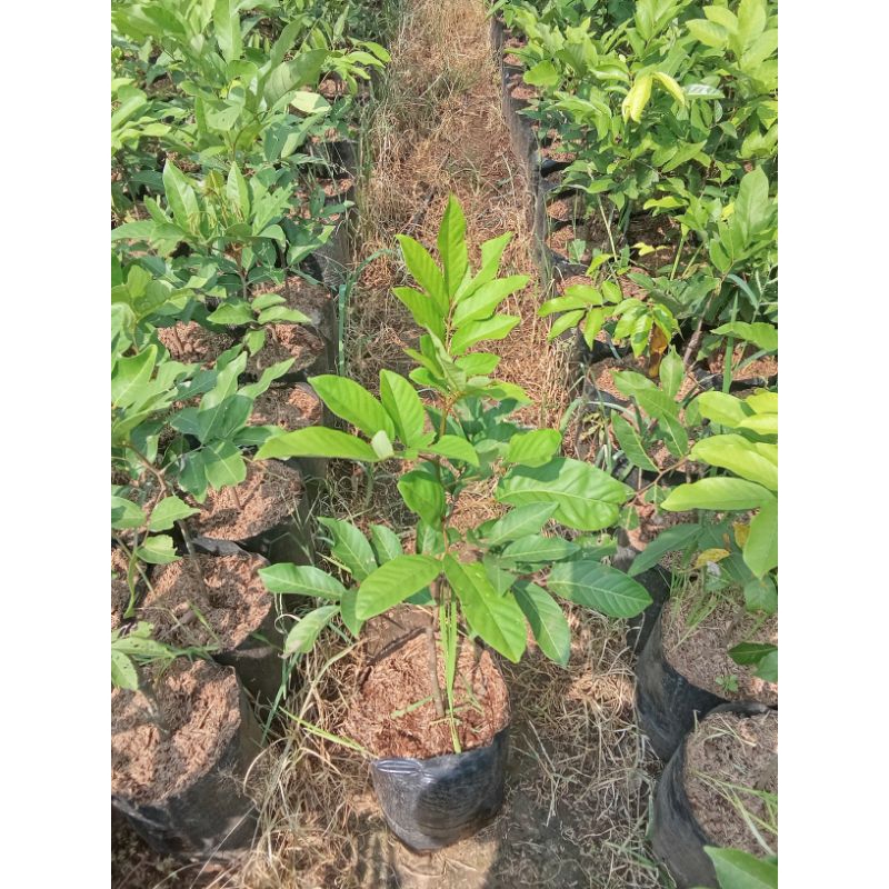 bibit rambutan rapiah dan binjai