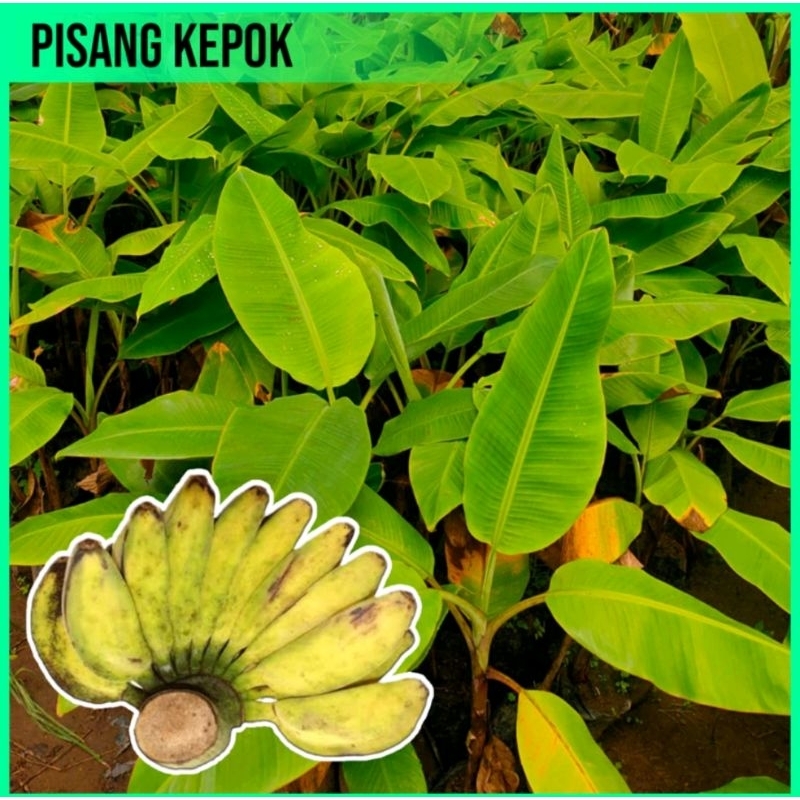 BIBIT PISANG KEPOK. KULTUR JARINGAN.TAHAN PENYAKIT