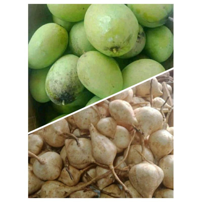 

PAKET RUJAK ISI 1KG ( MANGGA MUDA & BANGKUANG )