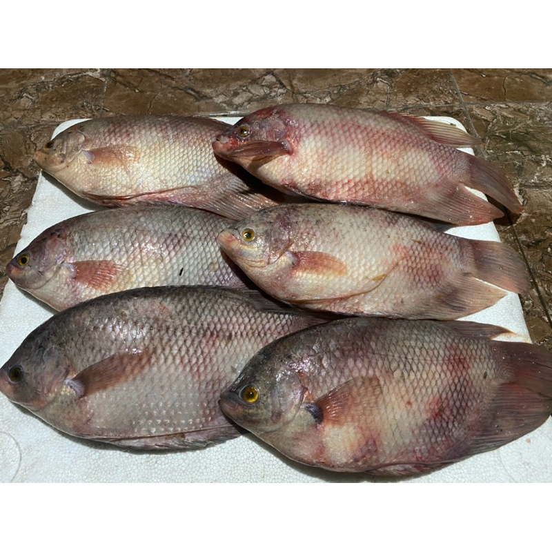 

Gurameh fresh per ekor di atas 500g