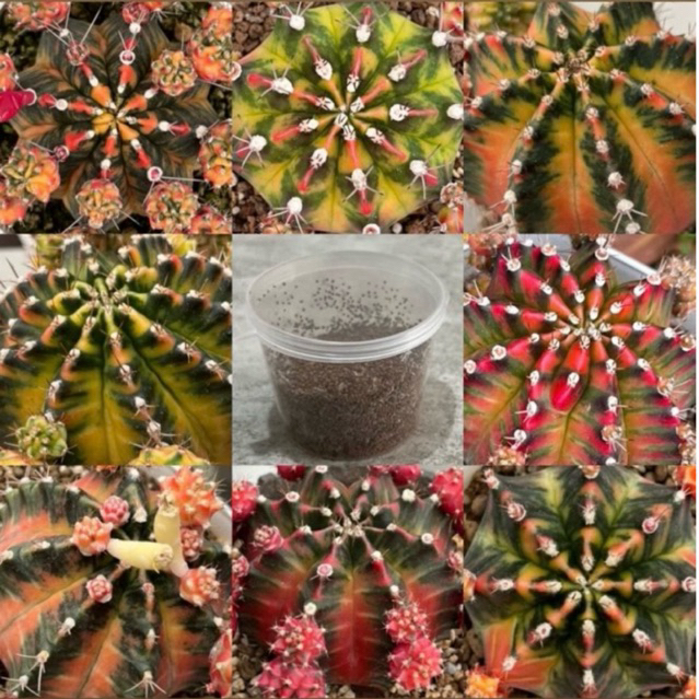 Gymno Mixed Seeds Benih Kaktus