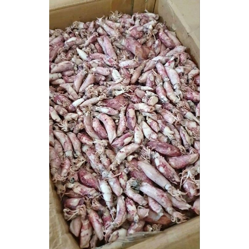

Ikan Cumi Asin Setengah Kering 1kg Segar Murah Enak