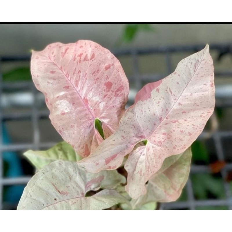 TANAMAN HIAS SYNGONIUM PINK LADY