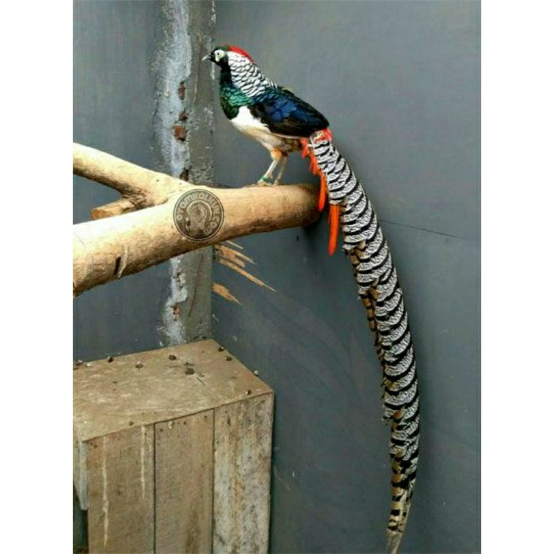 Ayam hias Lady Amherst pheasant