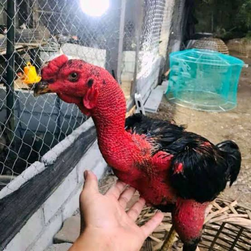 

TELUR FERTIL AYAM GANOI SUPER MEWAH UKURAN JUMBO UNTUK DITETASKAN