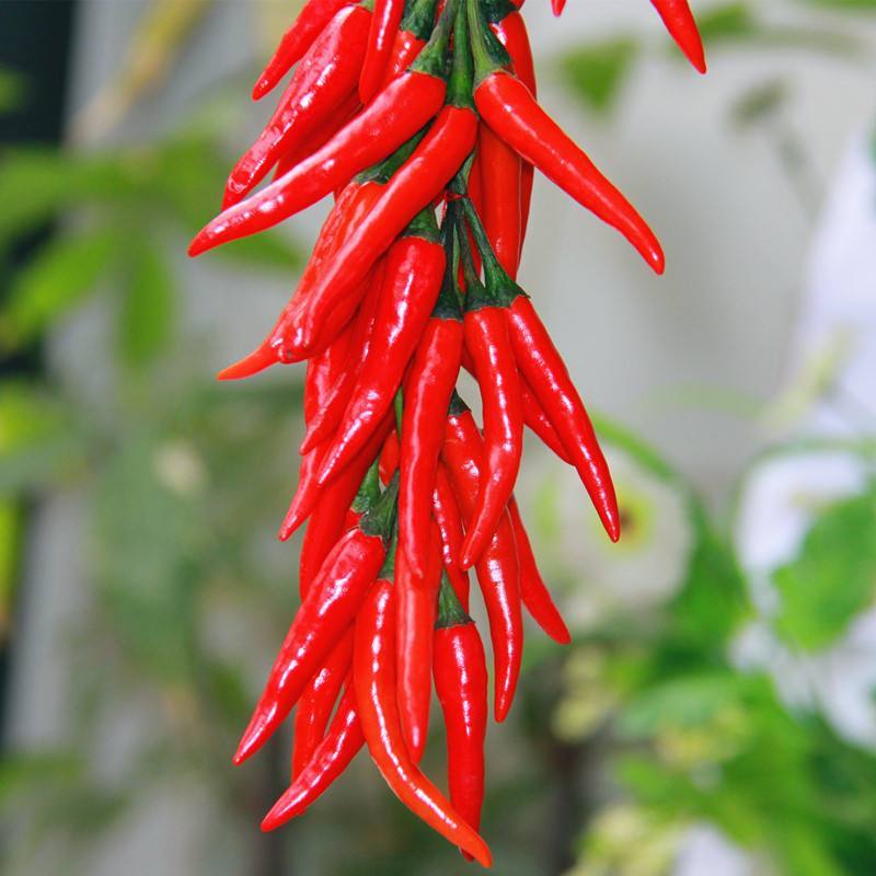 ID BIBIT CABE RAWIT JEPANG BIBIT CABE RAWIT MERAH BIBIT CABE UNGGUL 1500 BUTIR