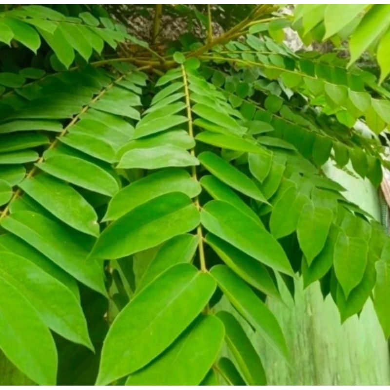 

daun blimbing wuluh segar