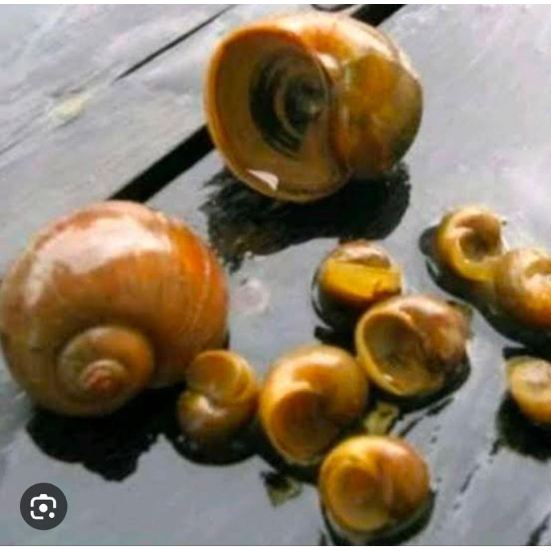 Keong Sawah Emas Hidup 1 Kg Pakan Bebek Murah Sayur Obat Herbal