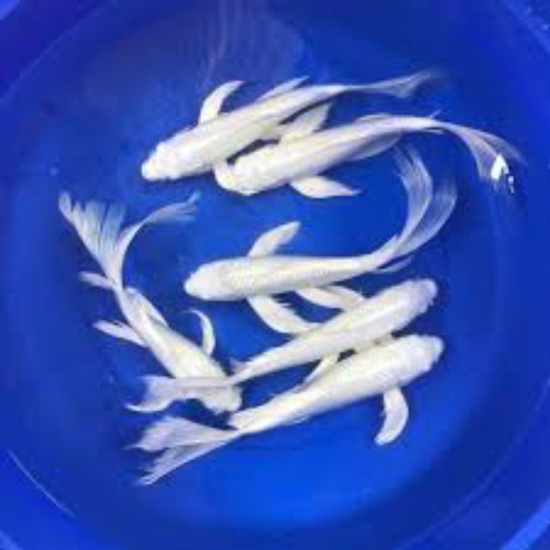 

stiker koi platinum slayer 15 - 17 - 19 cm