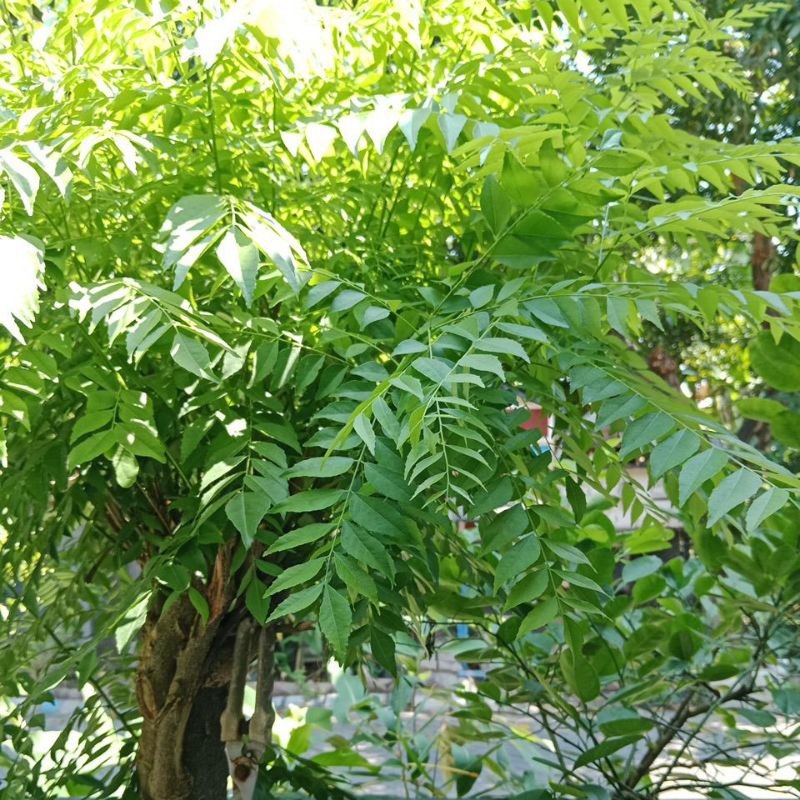 

Daun kari yang lagi cari ya bisa co harga pertangkai aja harga grosir350 aja fresh