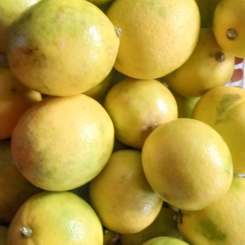 

Lemon California Organik Premium 1 Kg Bersih Banyak Air Jeruk Lemon Kalifornia