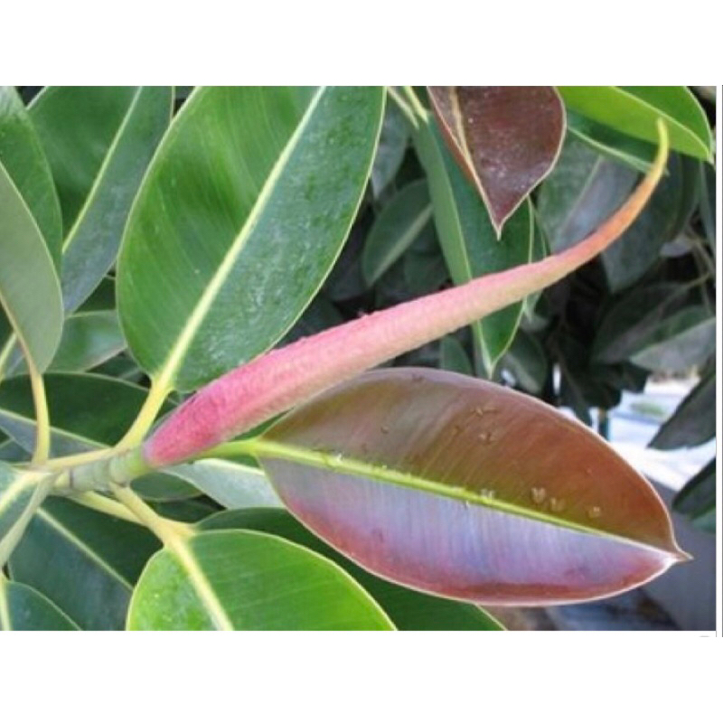 

daun herbal karet kebo (tinggal rebus)