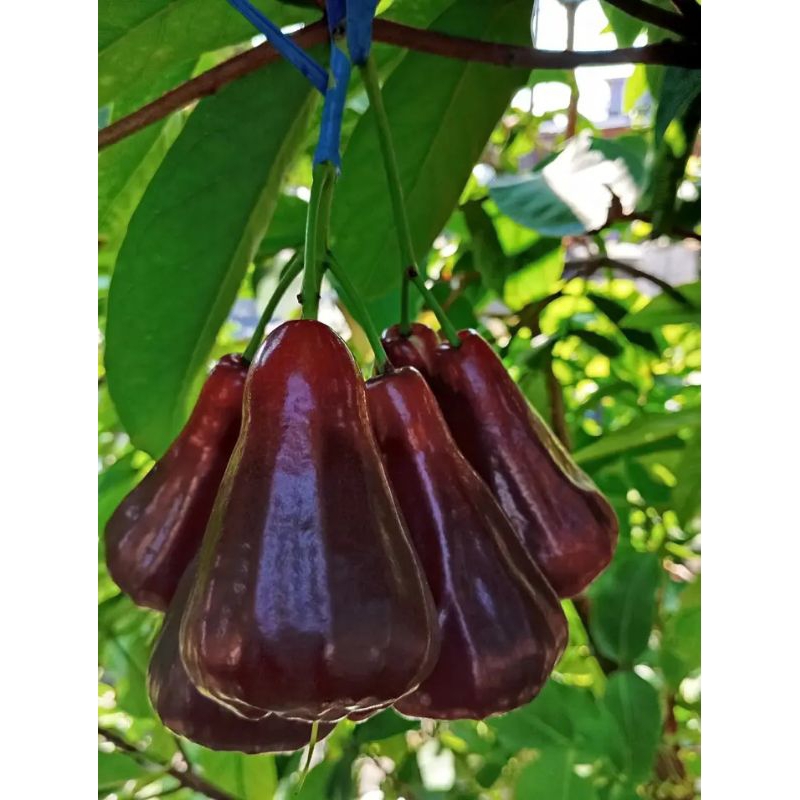 entres jambu air RHS