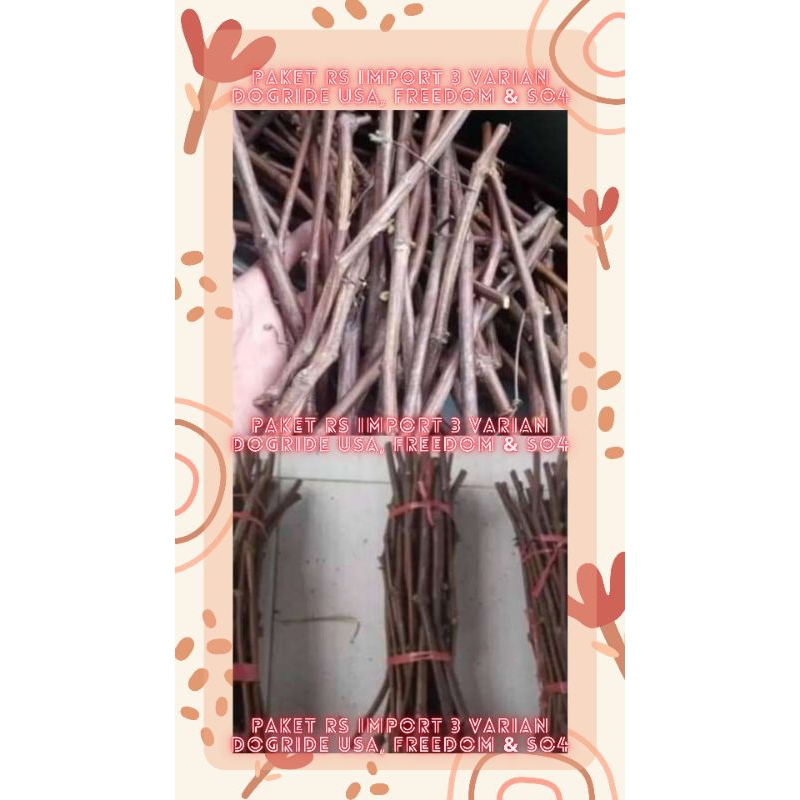 Ready Paket (3 Varian Rootstock Import) =1). Dogride USA
2). Freedom
3). SO4
