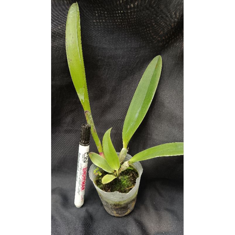 Anggrek Cattleya Remaja