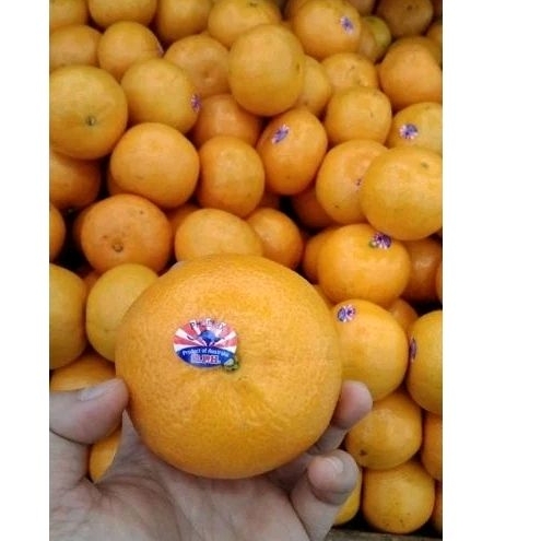 

Jeruk Phonix Australia Manis 1 Kg