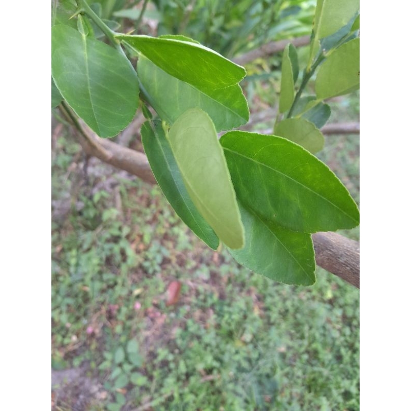 

(4 lembar daun) Daun jeruk nipis segar