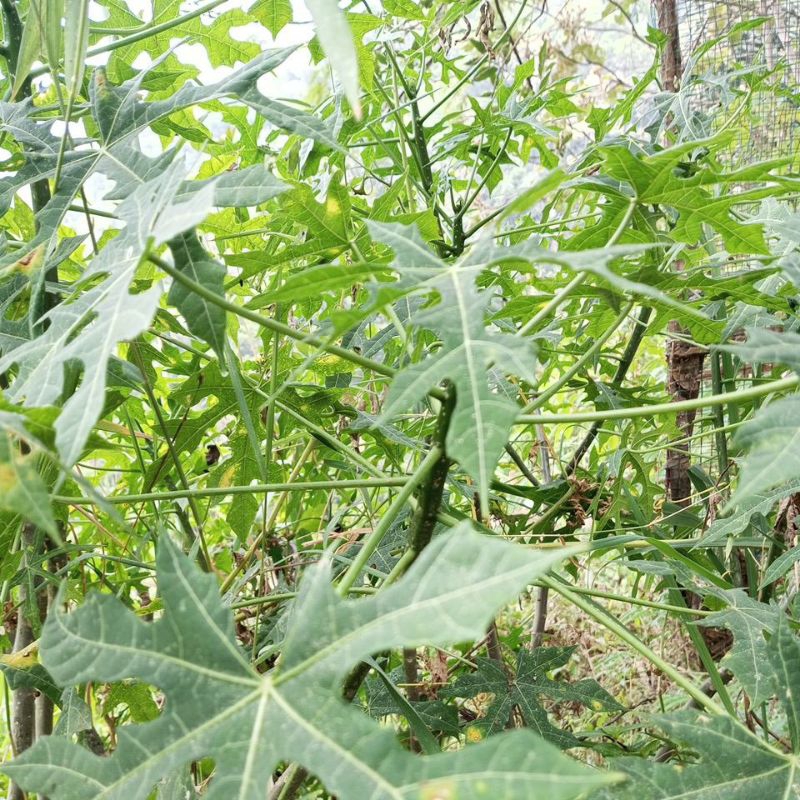 

Daun sedi atow kedi atow pepaya jepang