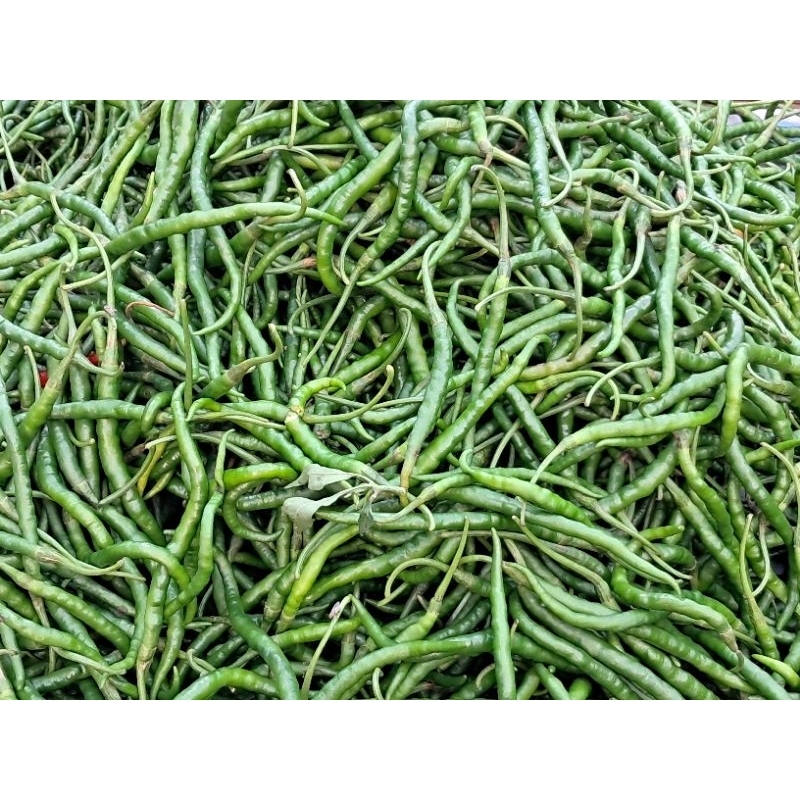 

Cabe hijau keriting 250 gr, 500 gr, 1 kg