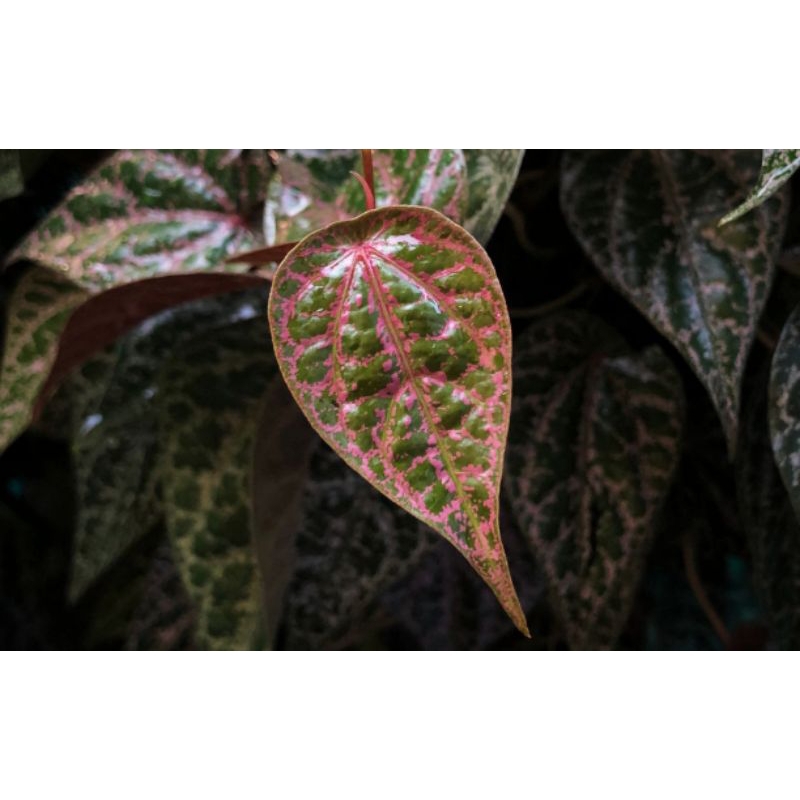 

DAUN SIRIH MERAH SEGAR / SIRIH MERAH ORGANIK / HARGA /10 LEMBAR