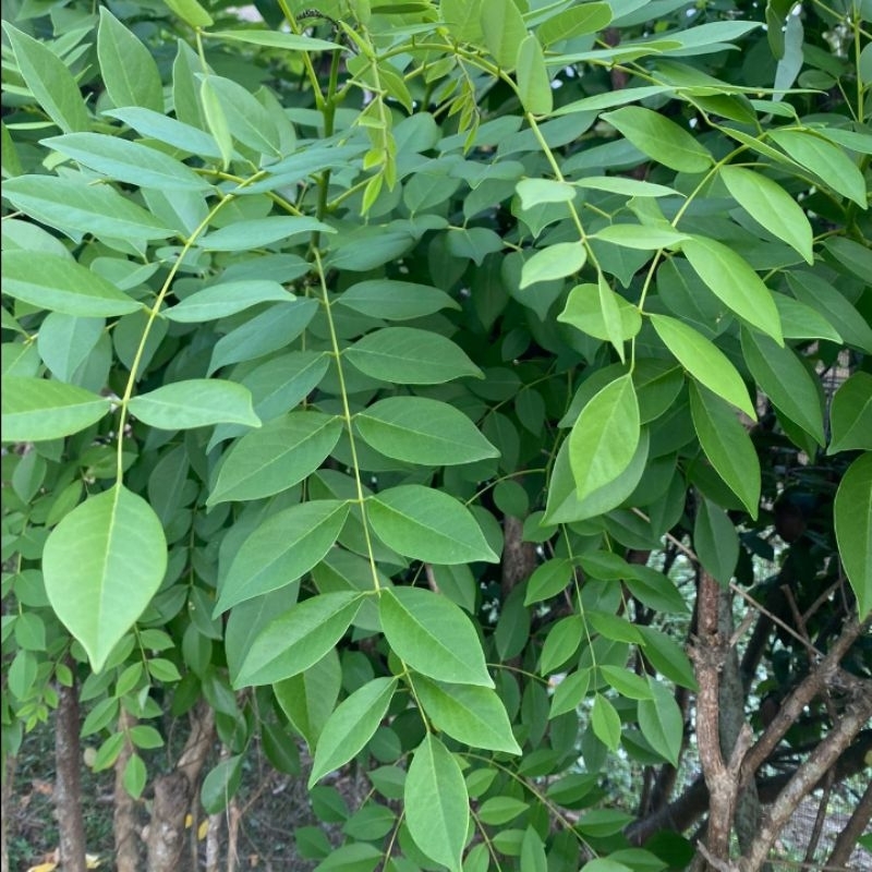 

daun gamal daun sirsidah seger 1kg