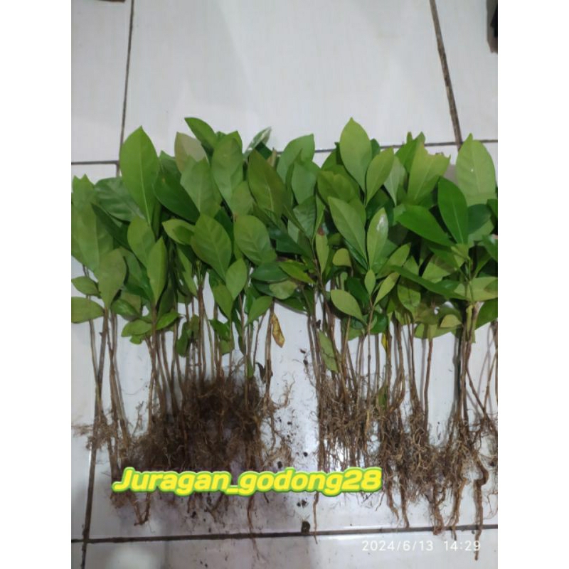 BIBIT KOPI NANGKA ATAU BIBIT KOPI LIBERIKA/LIBERICA BIBIT KOPI NANGKA SUPER UNGGUL