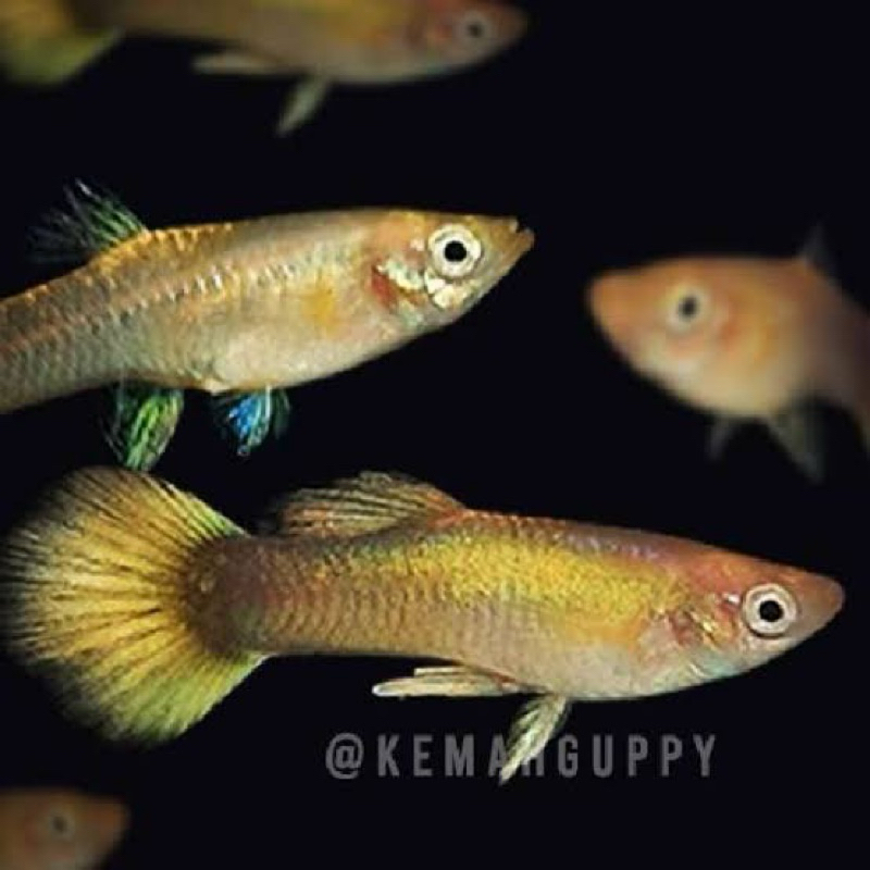 promo betina guppy gold siap brol hiasan aquarium