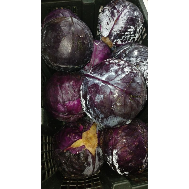 

kol ungu 1 kg