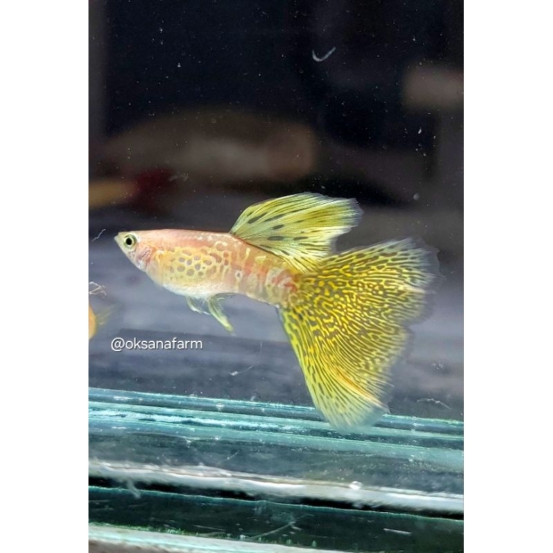 Hiasan Akurium ( Blonde Yellow Cobra )