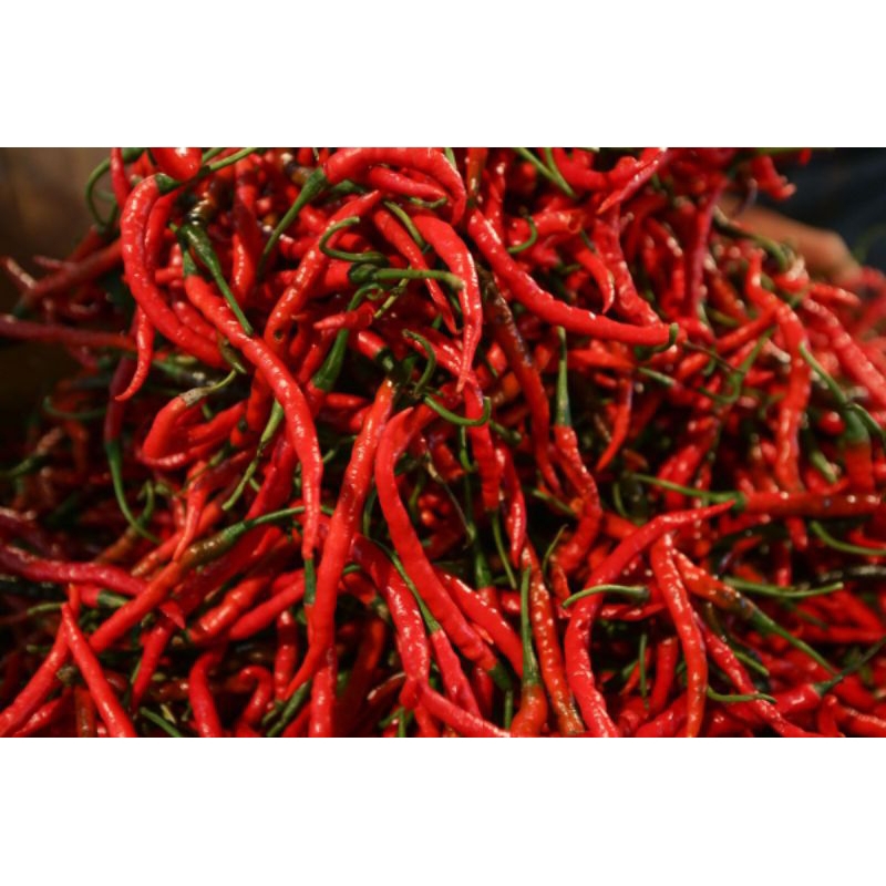 

cabe keriting merah 200g pasar flamboyan