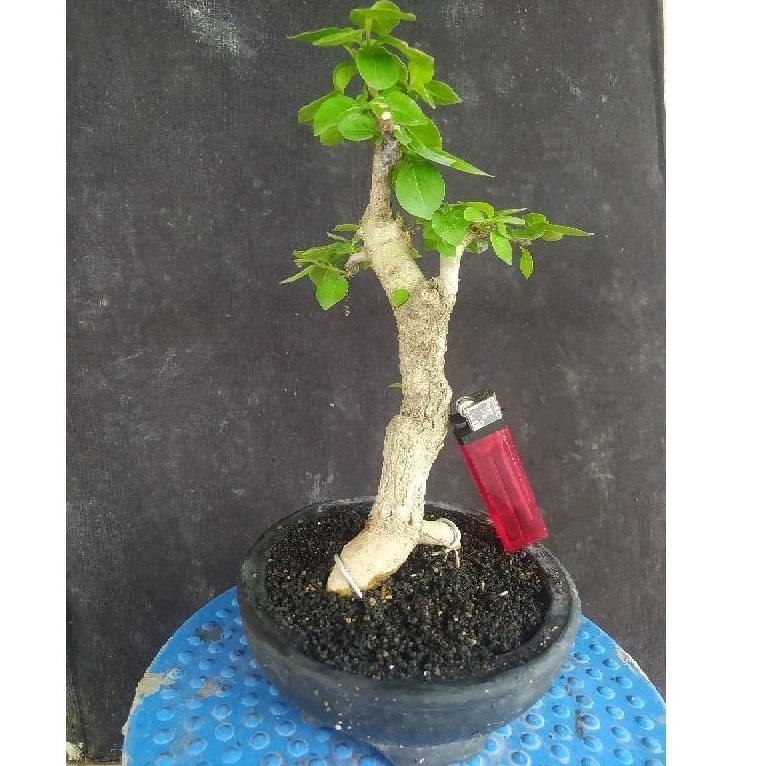 bahan bonsai gulgum / gulo gumantung karakter realpic