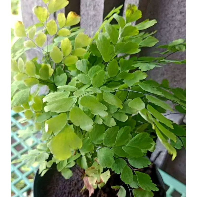 Pakis Suplir Tanaman Hias Suplir Daun Mini