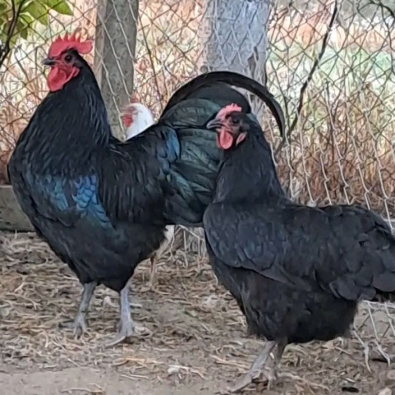 

10 butir Telur pertil ayam Black australorp buat di tetaskan